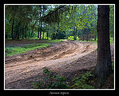 photo "Wood road"