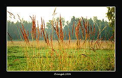 фото "***"