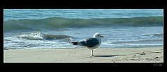фото "seagull"