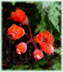 photo "Silent fire"