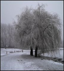 photo "in white"