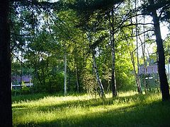 photo "Summer Мorning"