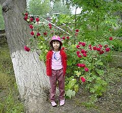 photo "Little rose"