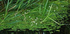 photo "River "snowdrops""