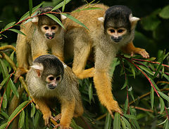 photo "3 Monkey`s"