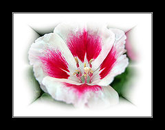 photo "****"