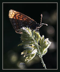 photo "Butterfly"