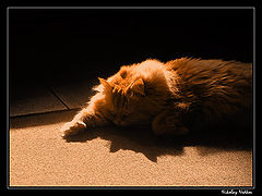 photo "Cat"