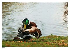 фото "Duck II"