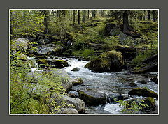 photo "The bear glade"