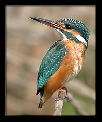 photo "Top Model"