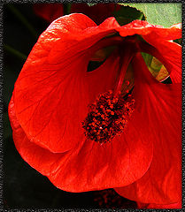photo "DarkRed Caprice"