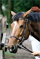 photo "1 horsepower vs 1 manpower"