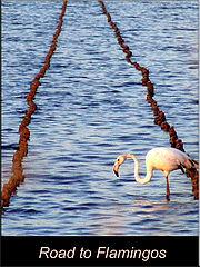 photo "road to flamingo"