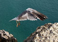 фото "Landing"