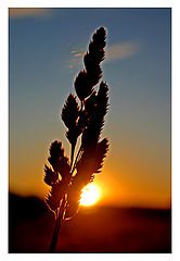 photo "Sunset in the gras"