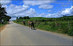 photo "On the road"