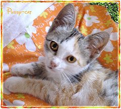 photo "Pussy-cat"