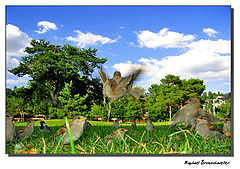 фото "Landing Bird"
