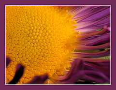 photo "aster..."