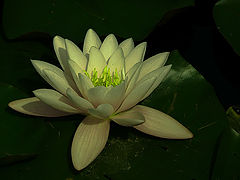 фото "..."