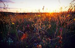 photo "Untitled photo"