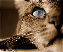 photo "About b/w sight on life"
