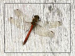 photo "Wood and Dragonfly"