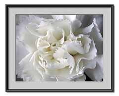 фото "little white carnation"