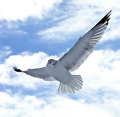 photo "Im free"