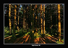 фото "Summer morning forest."