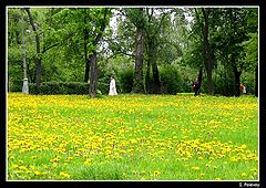 photo "Spring in park"