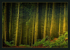 photo "Untitled photo"