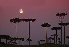 photo "the dusk"