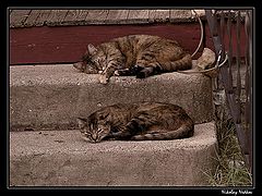 photo "Lazy"