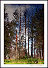 photo "Forest-ghost"