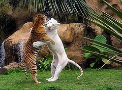 фото "Let`s dance"