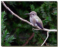 photo "Curiousity"