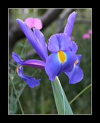 photo "Iris"