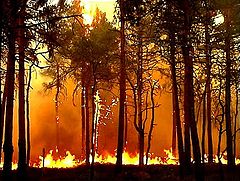 photo "The fire"