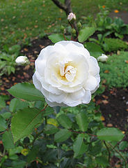 photo "Rose"