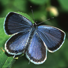 photo "Precious Blue"