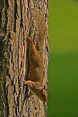 photo "Squirrel"
