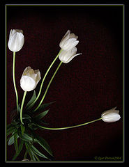 photo "White Nights"