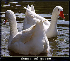 photo "dance of goose"