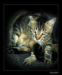 photo "Do Not see on me tenderly,I cat"