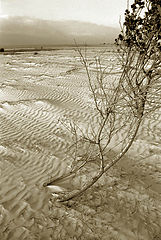 photo "Because of the wind"