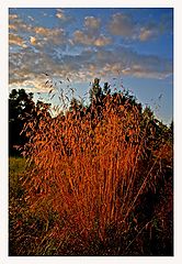 photo "Color of the fall"