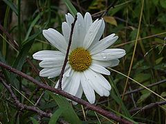 photo "camomile"