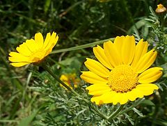 photo "Yellow"
